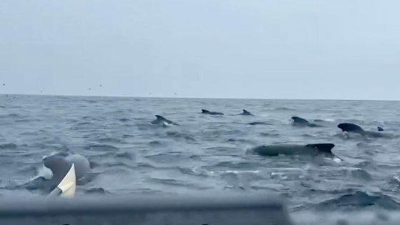 Large school of whales follows man rowing across the Atlantic for TWO HOURS – MASHAHER