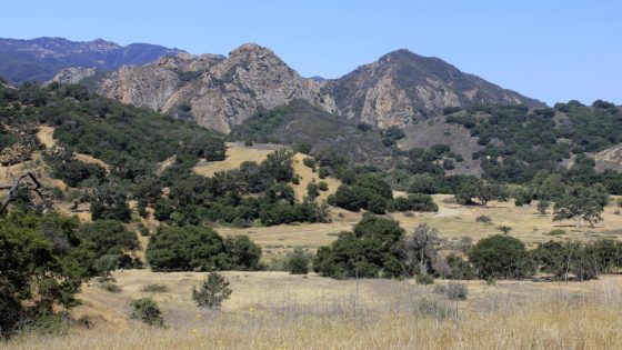 Mountain lion attacks 5-year-old at Southern California park and is euthanized – MASHAHER