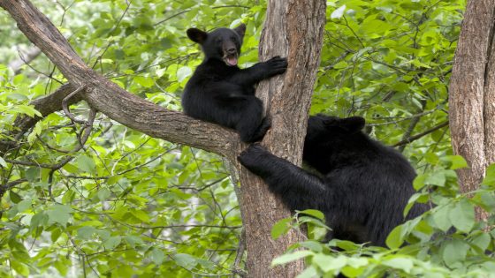 Family of Bear Cubs Spotted Climbing Trees in Advance of NC Flood Is Giving People the Feels – MASHAHER