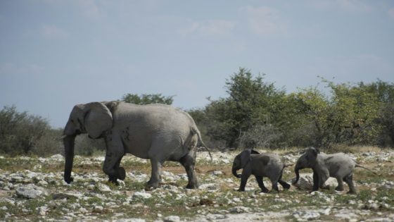 Namibia’s drought cull of more than 700 wildlife under way – MASHAHER