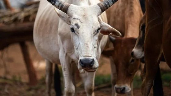 Maharashtra, Citing Vedic Significance, Declares Cow As “Rajyamata-Gomata” – MASHAHER