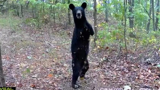 Trail camera captures ‘truly amazing’ two-legged bear in West Virginia: Watch – MASHAHER