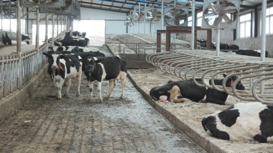 China dairy farms swim in milk as fewer babies, slow economy cut demand – MASHAHER