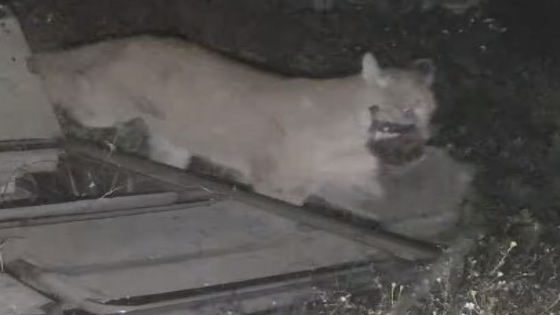 SLO County couple ‘woke to a bloody scene’ after mountain lion carried prey through yard – MASHAHER