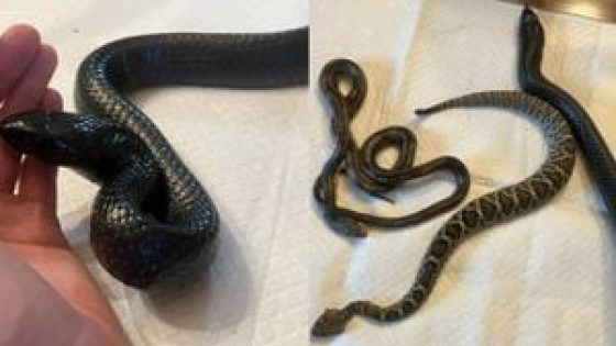 GA wildlife officials make surprising discovery when tagging protected, threatened snake – MASHAHER