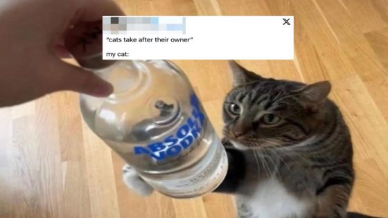 20 Funny Pet Tweets That Prove They’re Saints Until Their Owners Mess Something Up – MASHAHER