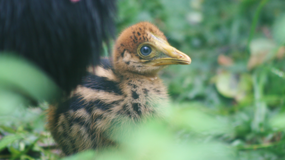 Chick of ‘world’s most dangerous bird’ hatches in Cotswolds – MASHAHER