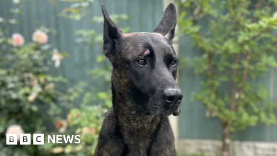 Peta calls for police dogs to be phased out – MASHAHER