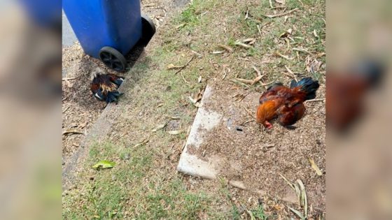 Dozens of mysterious chicken deaths on Oahu prompt inquiry – MASHAHER