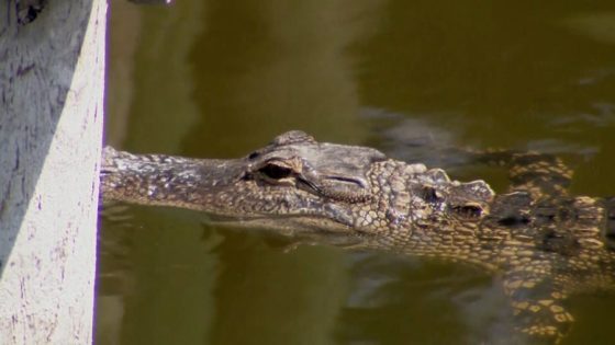 84-year-old woman bit by 7-foot alligator while walking dog, FWC says – MASHAHER