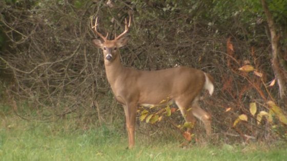 DNR tracking surge of deadly virus among deer – MASHAHER