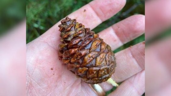 Wisconsin DNR will pay money for bushels of pine cones, part of reforestation program – MASHAHER