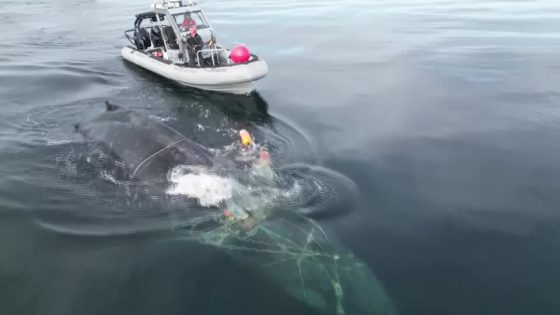 Severely entangled whale freed from fishing ropes in Canada – MASHAHER