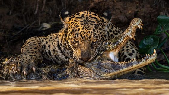 stunning shots from Wildlife Photographer of the Year 2024 – MASHAHER