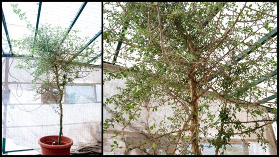 Lost Biblical tree resurrected from 1,000-year-old mystery seed found in the Judean Desert – MASHAHER