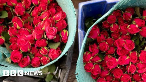 How farmworkers toil to export roses to Europe – MASHAHER