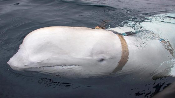 A beluga whale accused of spying for Russia with a mounted camera has been found dead near Norway’s coast – MASHAHER