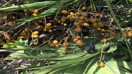 Attempted Palmetto berry harvest leads to arrest of four Florida men in Gulf Shores – MASHAHER