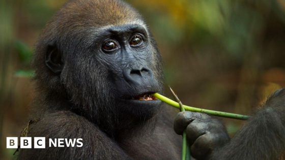 Self-medicating gorillas may hold clues to new drugs – MASHAHER