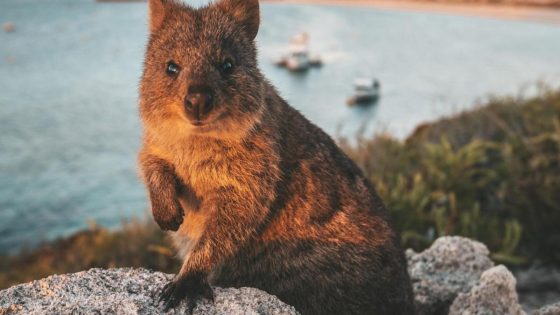 ‘Absolute showstopper:’ $500k quokka released in Western Australia – MASHAHER