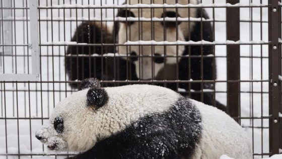 Finland zoo returns giant pandas to China over cost – MASHAHER