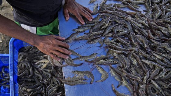 As big supermarkets pursue profits, new research shows growing exploitation of shrimp farmers – MASHAHER