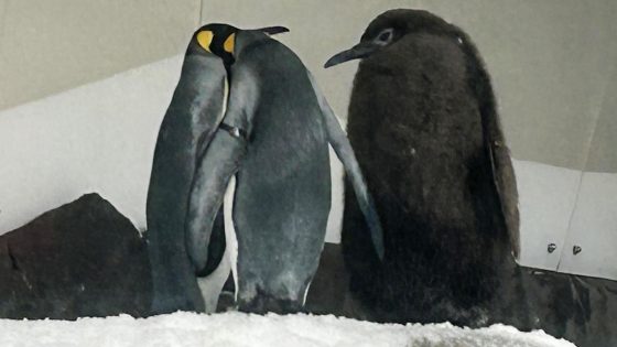 Meet Pesto the Penguin, Australia’s nearly 50-pound baby penguin capturing hearts worldwide with its hefty fluff – MASHAHER