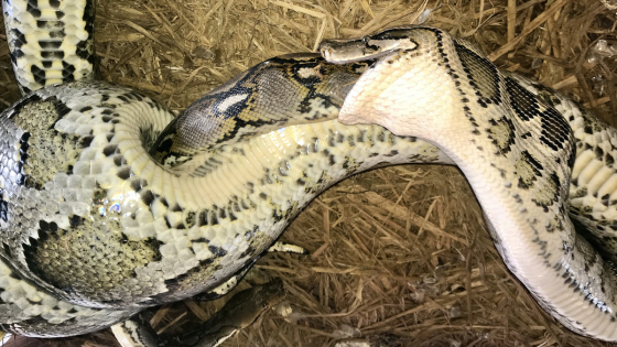 Giant python caught swallowing even bigger snake alive in world first – MASHAHER