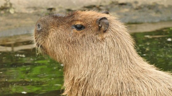 Cinnamon the capybara search paused by zoo – MASHAHER