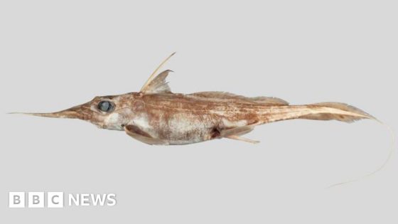 New ‘ghost shark’ discovered in New Zealand waters – MASHAHER