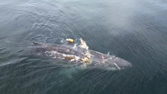 Watch incredible moment humpback whale entangled in fishing gear is freed after 4 days – MASHAHER