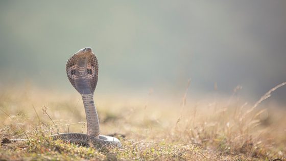 3 Children, Sleeping Together In Fear Of Elephant Attack, Die Of Snake Bite In Jharkhand: Cops – MASHAHER