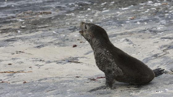 Scientists in South Africa say they have identified the first known outbreak of rabies in seals – MASHAHER