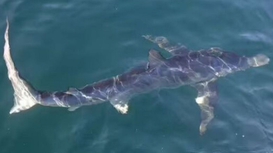 Dog caught chasing a shark in water off a beach in Spain as terrified owner left watching on – MASHAHER