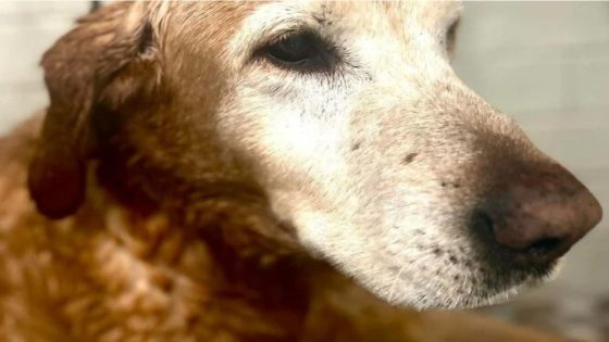 Dog Dad Speaks Out After His Missing 12-Year-Old Labrador Is Euthanized at Animal Shelter – MASHAHER