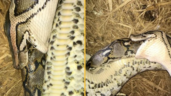 Burmese python eats even bigger reticulated python alive, in 1st-of-its-kind encounter – MASHAHER