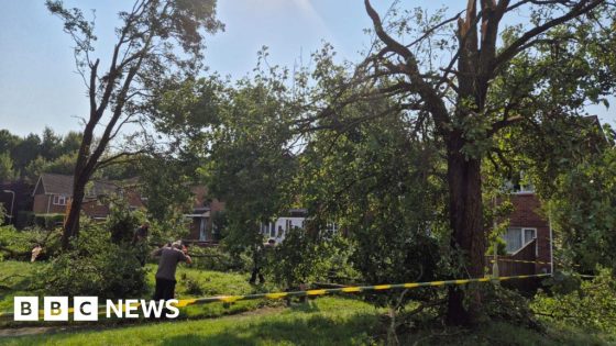 Trees fall down and homes damaged – MASHAHER