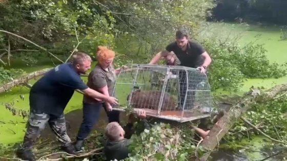 Escaped giant rodent caught after four days on the run – MASHAHER