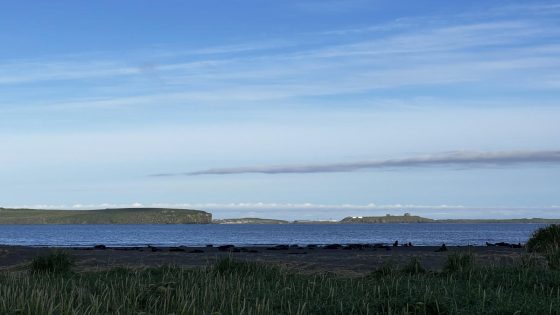 Why an Alaska island is using peanut butter and black lights to find a rat that might not exist – MASHAHER