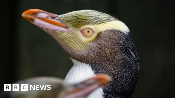 Rare shy penguin wins New Zealand’s bird of the year vote – MASHAHER