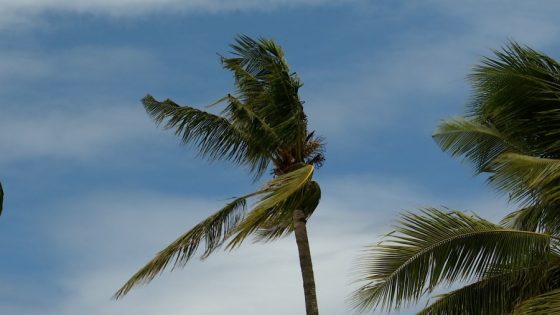 Hawaii palm trees to be cut down due to CRB – MASHAHER