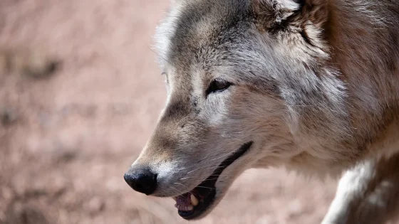 Wolves reintroduced in Colorado blamed for repeated attacks on livestock – MASHAHER