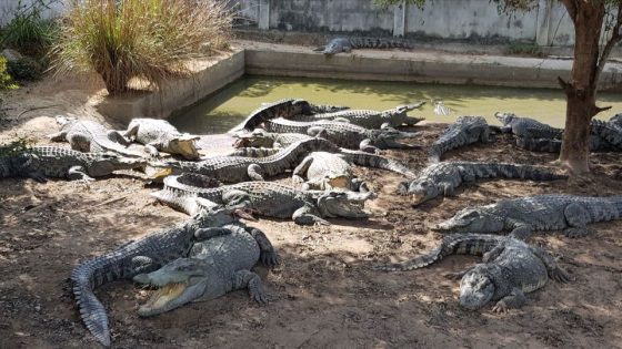 Thai farmer forced to kill more than 100 endangered crocodiles after a typhoon damaged their enclosure – MASHAHER