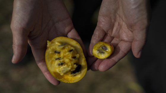 In Ohio, drought and shifting weather patterns affect North America’s largest native fruit – MASHAHER