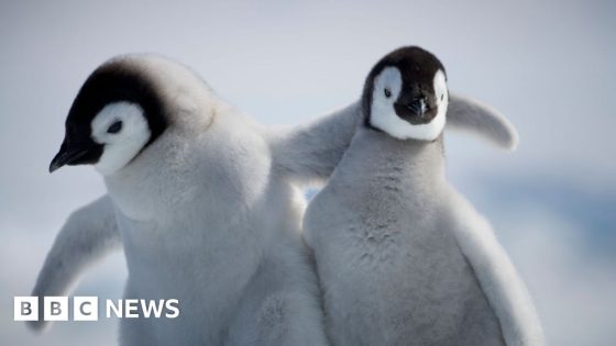 Penguin chicks miraculously survive tearaway iceberg – MASHAHER