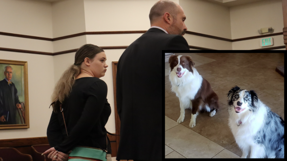 No-show Hilton Head pet-sitter gets jail time after couple’s dog died under her care – MASHAHER