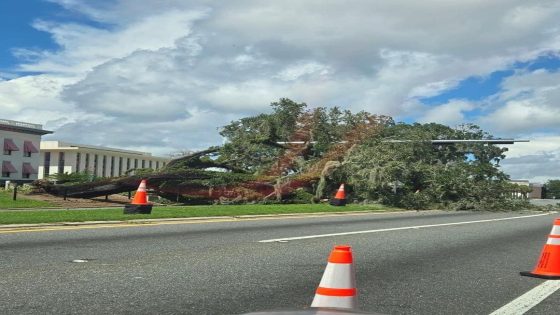 Large, old iconic oak falls outside Florida’s Old Capitol – MASHAHER