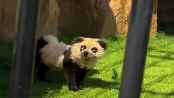 Chinese zoo admits that their pandas are ‘painted dogs’ after backlash from visitors – MASHAHER