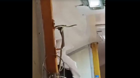 Snake In A Train Going To Mumbai, Passengers Run From Their Seats – MASHAHER