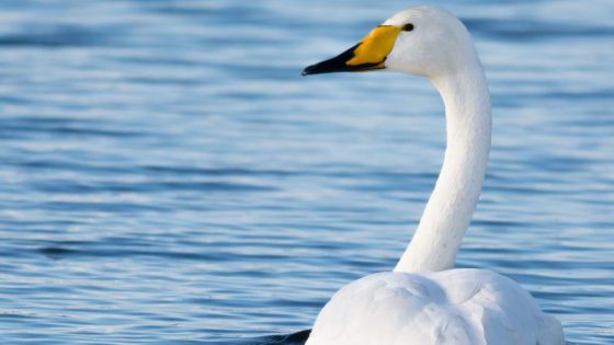 Cruelty against swans reported at coastal park – MASHAHER